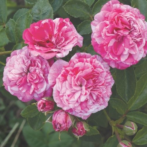 Rosa Gaudy™ - rosa-weiß - bodendecker rosen